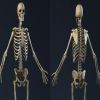 اعرف جسمك.. الهيكل العظمى مستودع يتكون من 206 عظام