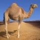   جمل هدية لمتفوق المجانين .. والطالب يبيعه في مزاد علني