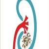 فواكه تساعدك للحفاظ على صحة كليتيك.. تعرف عليها