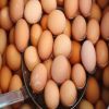 الوكالة الفرنسية للأمن الغذائى تطرح قائمة طعام أكثر صحة