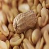 الفول السوداني يكافح مرض السكر النوع الثانى لاحتوائه على مضادات الأكسدة
