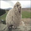 حداد في نيوزيلندا على موت شريك