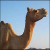 الجمل وصفاته النادرة
