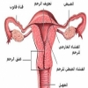 ما هى أسباب وعلاج سقوط الرحم؟