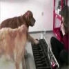 الكلاب.. تعزف البيانو أيضاً
