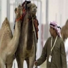 إماراتي يلجأ إلى القضاء لإثبات نسب ناقة يملكها