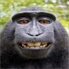 قرد يلتقط صورة لنفسه