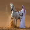 أبوظبي تستعد لإصدار اول كتاب توثيقي في العالم لسباقات الخيل العربية