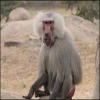 قرد يقتحم منزلا ويعض صاحبه في أذنه