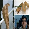 أفاعٍ.. لتخفيض الوزن