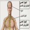دراسة: أعصاب الموتى يمكن استخدامها فى إصلاح أعصاب المرضى