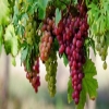 العنب البرى يحمى من الإصابة بأمراض القلب ويحسن أداء الرياضيين  