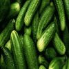 الخيار.. أهم خضراوات الصيف لاحتوائه على الماء بنسبة 95%