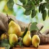 أهم 6 فوائد للكمثرى