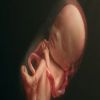 10 معلومات مذهلة عن الجنين فى بطن أمه