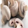 4 خضروات تحتوى على مضادات حيوية